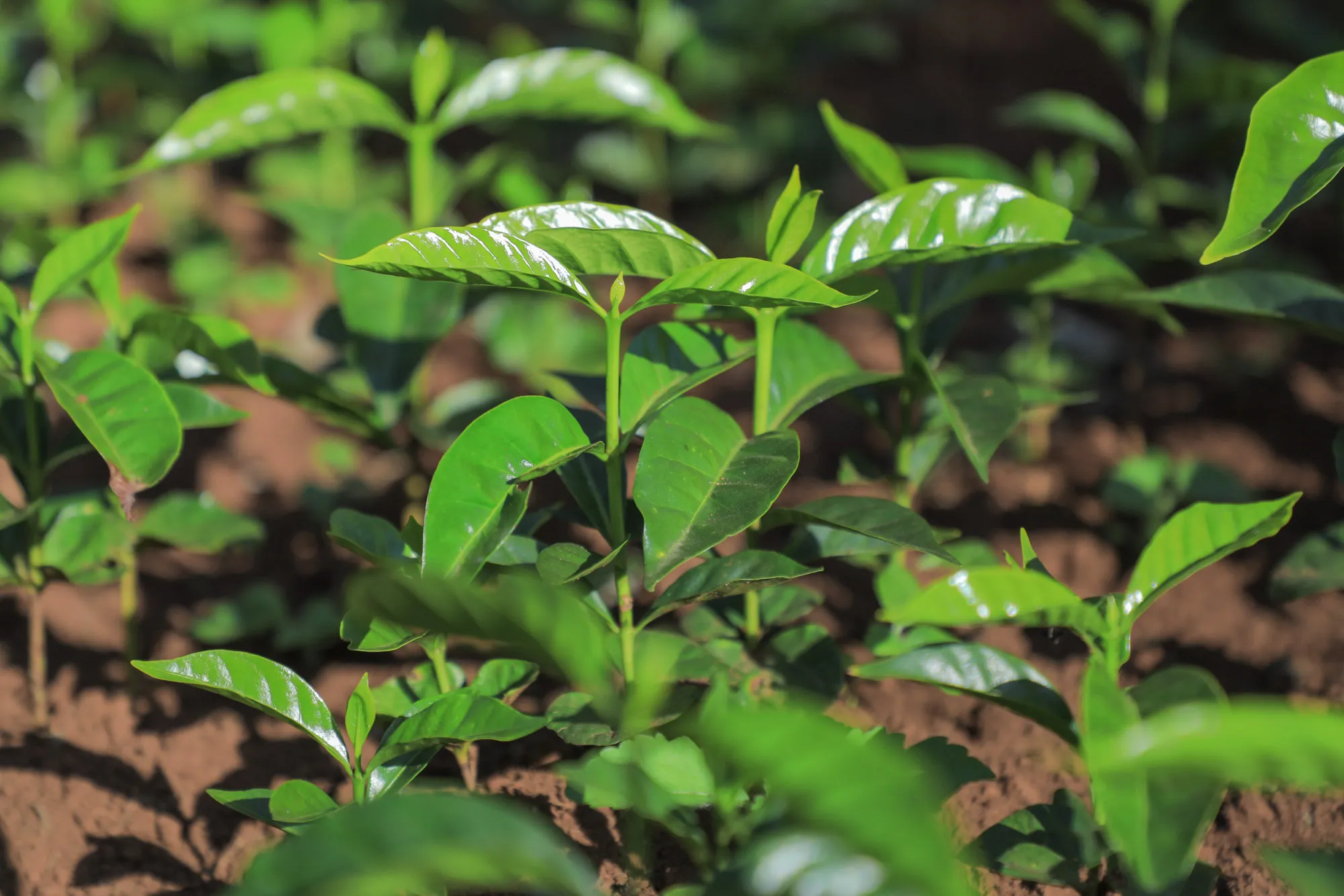 Digital Green and KALRO partner to improve the data sharing ecosystem in Kenyan agriculture