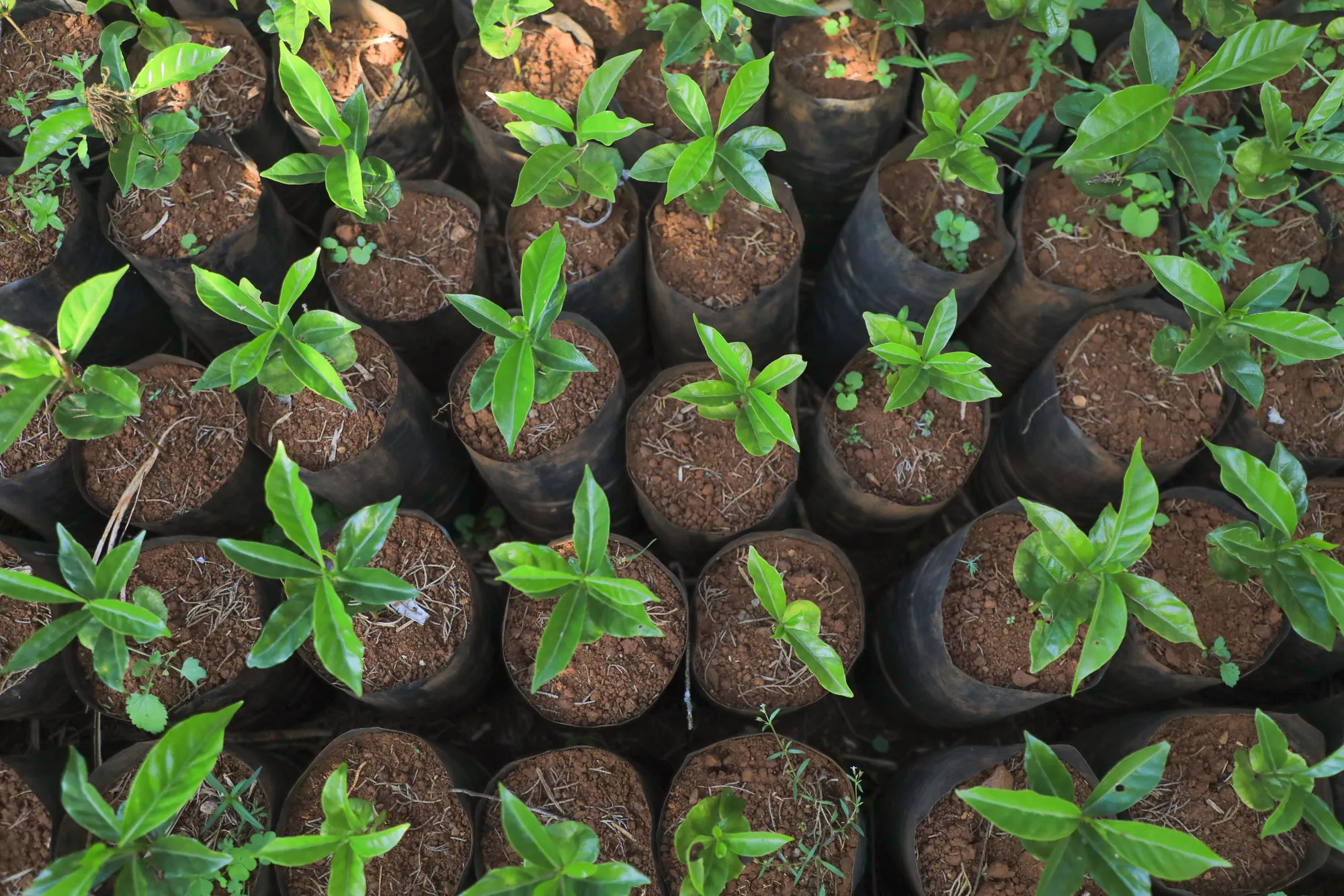 Catalyzing the Data Sharing Ecosystem, Introducing FarmStack