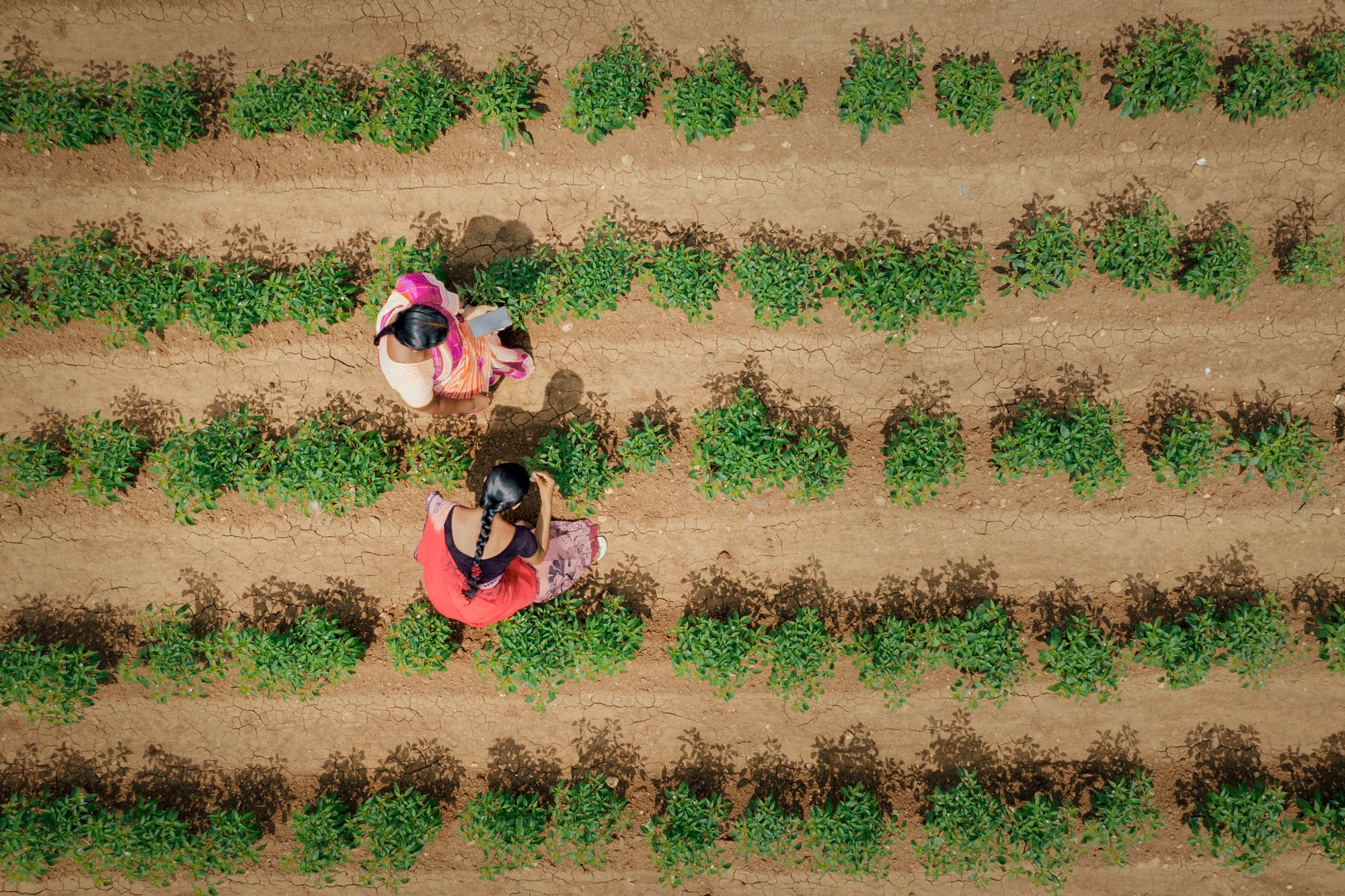 Our Journey: Staying farmer focused and learning from evidence