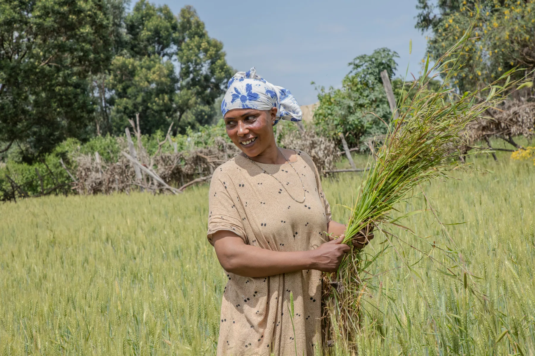 Growing Smarter: Embracing Site-Specific Fertilizer Recommendations in Ethiopia