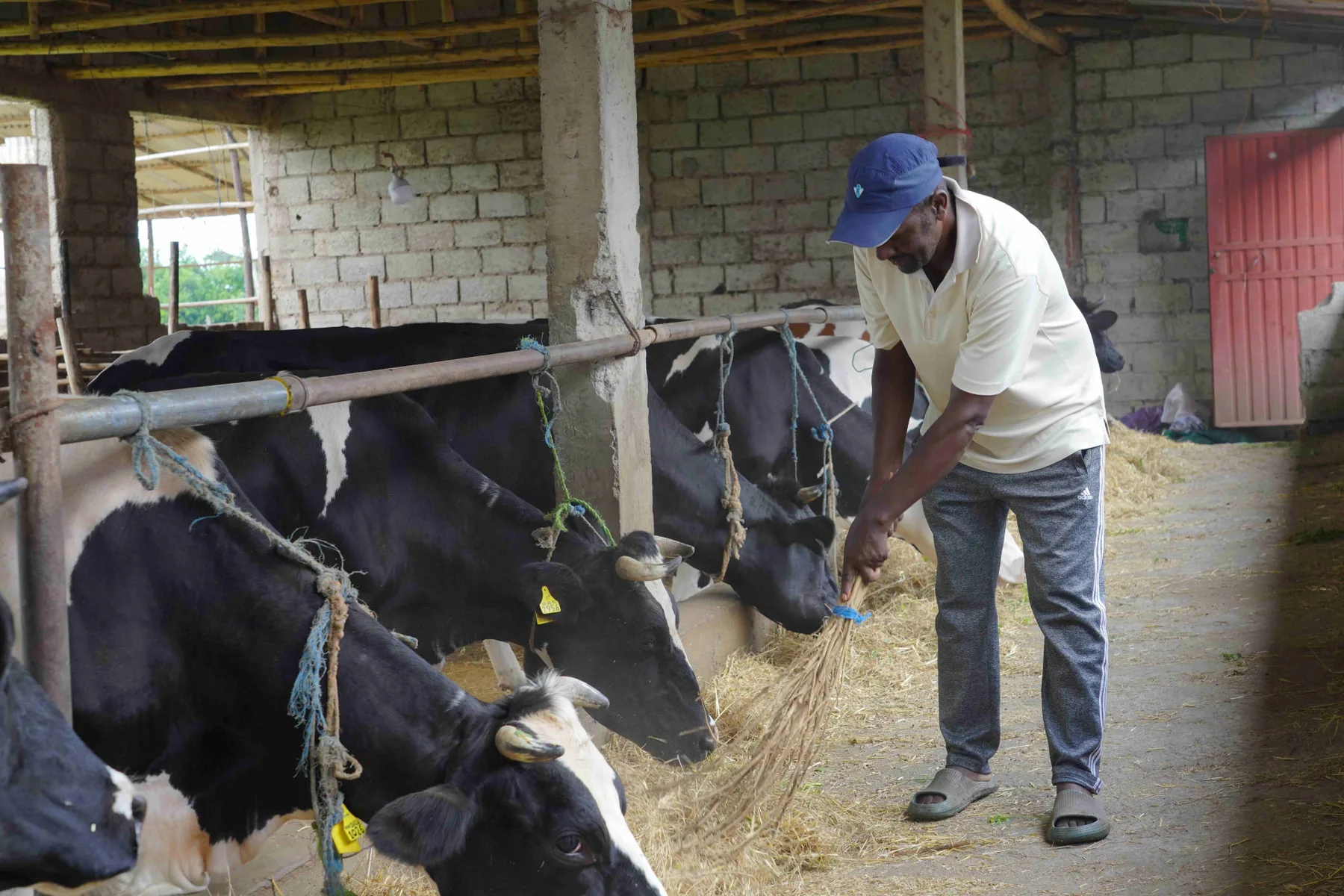 Tackling Methane Emissions in Dairy Farming: A Collaborative Effort for Sustainable Agriculture